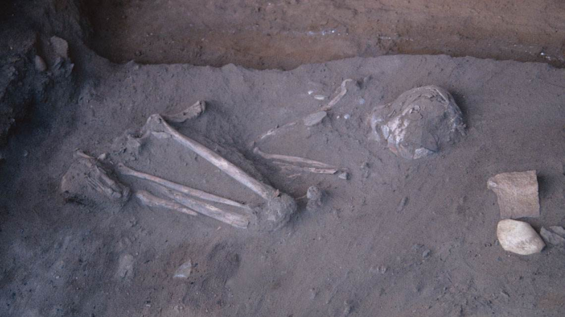 Esqueleto de Zuzu quando foi descoberto, em 1997. (Fonte: Revista Pesquisa FAPESP)