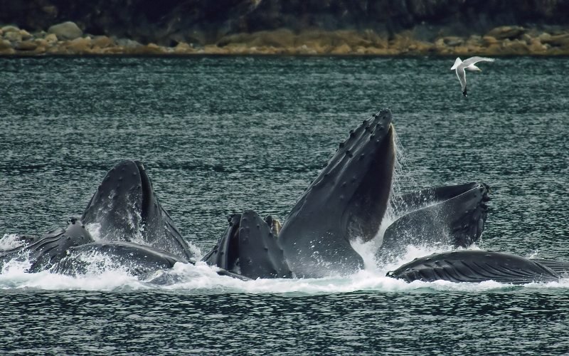 Machos de baleia-jubarte pescando. (Fonte: Wikimedia Commons)