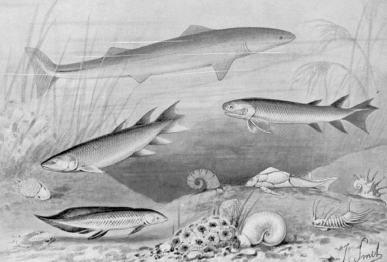 Desenho com peixes do período devoniano. (Fonte: Wikimedia Commons)