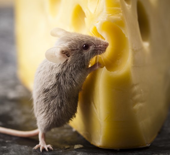 Será que ratos realmente gostam de queijo? Mega Curioso