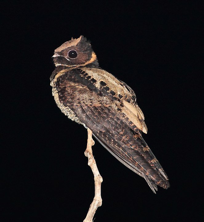 A divisão da sua plumagem faz parecer que a ave usa uma capa. (Fonte: Wikipédia)