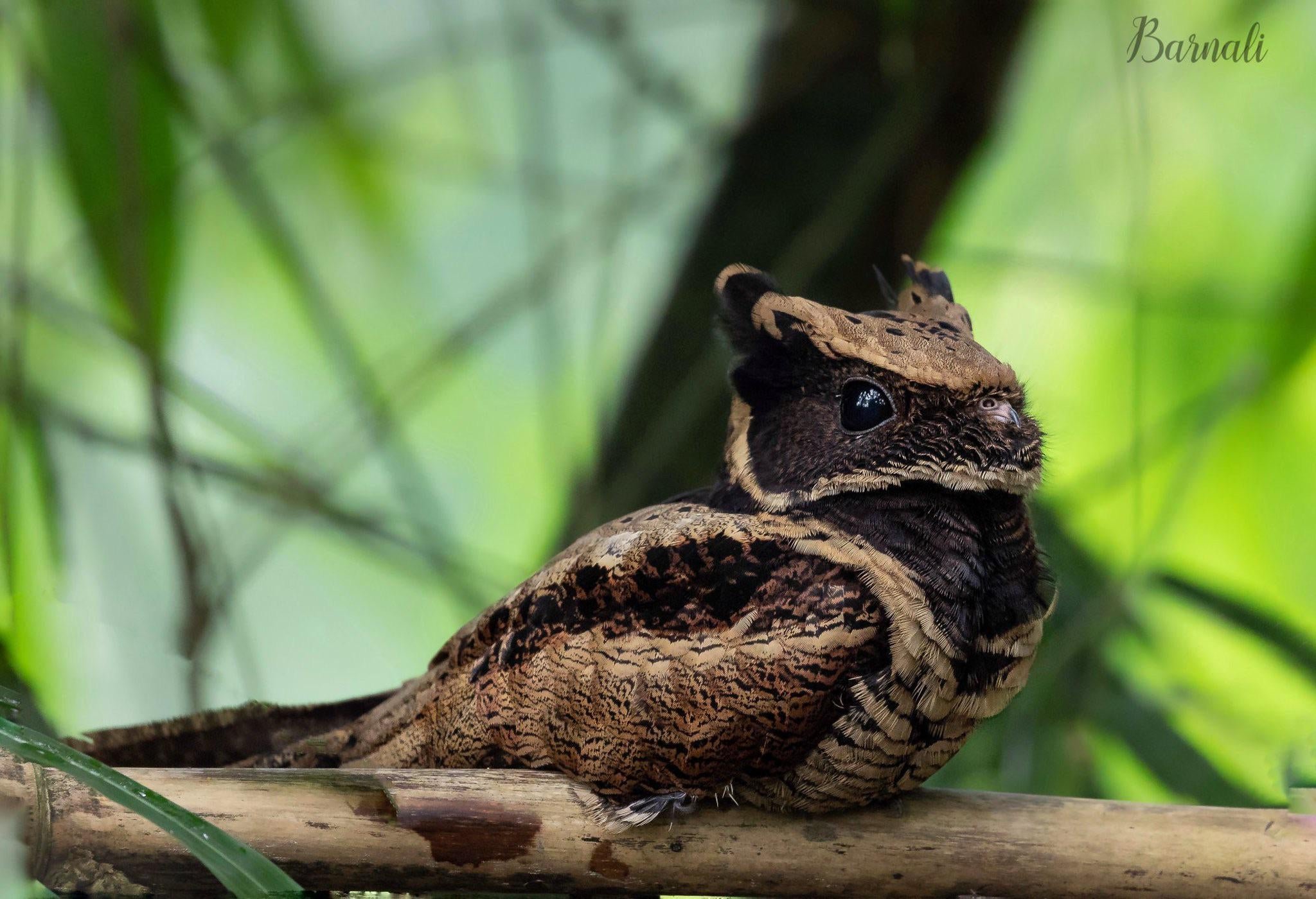 Noitibó-orelhudo: 6 fatos sobre a ave que parece um lince - Mega Curioso