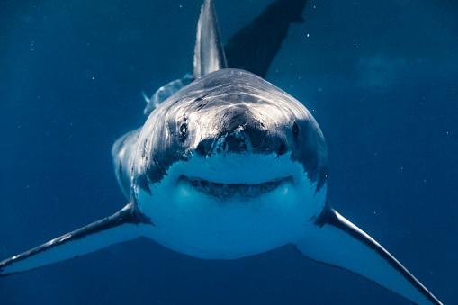 Os tubarões têm 80 dentes afiados que podem ser renovados com facilidade. (Fonte: Getty Images/Reprodução)