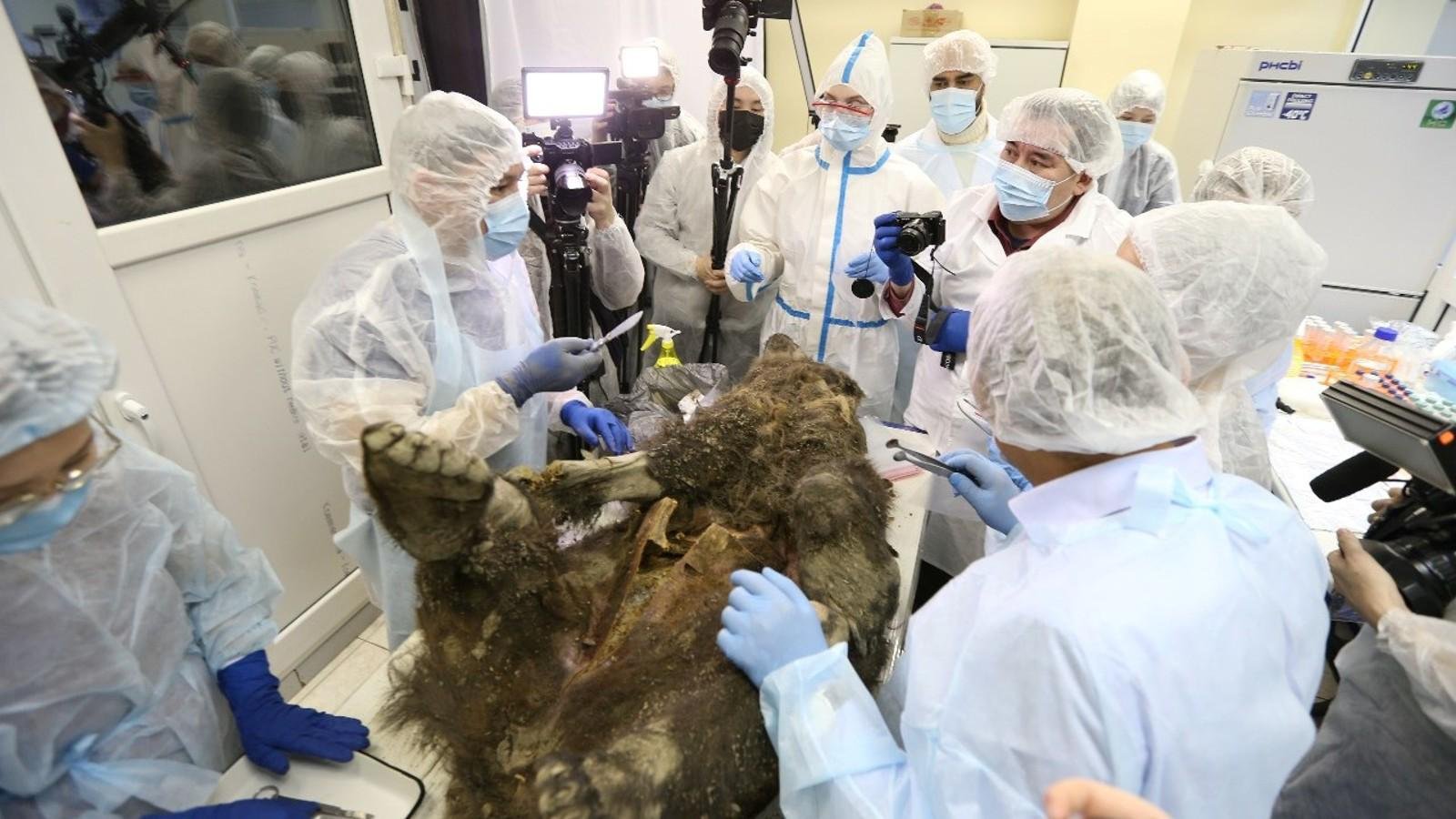 Carcaça encontrada na Sibéria era na verdade um Urso-pardo