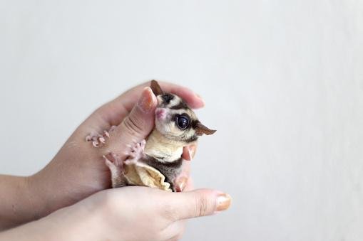 Esses bichinhos fofos são carinhosos e se apegam aos humanos. (Fonte: Getty Images)