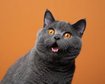 thumb-image-2024-02-29T14:06:46.325Z