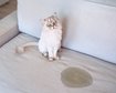 thumb-image-2024-02-29T14:06:45.875Z