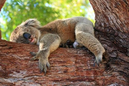 Apesar de dormirem boa parte do dia, coalas podem ser violentos quando se sentem acoados. (Fonte: Getty Images)