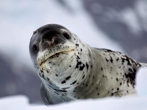 As focas podem parecer inofensivas, mas também são violentas. (Fonte: Getty Images)