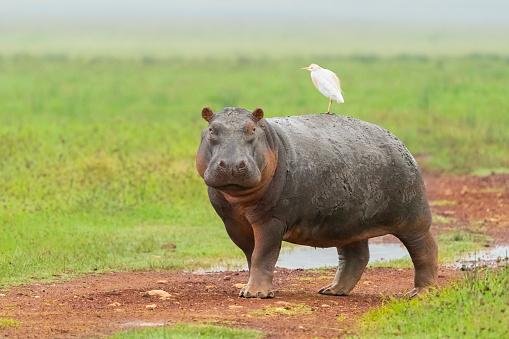Hipopótamos são bastante agressivos. (Fonte: Getty Images)