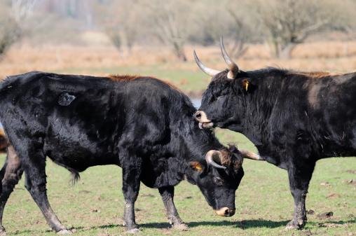 As vacas Heck são mais agressivas e imprevisíveis que vacas de outras espécies. (Fonte: Getty Images)
