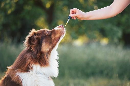 Óleos essenciais podem acalmar o cão ansioso. (Fonte: Getty Images/Reprodução)