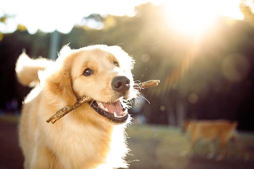 Quando o cão sabe o que vai acontecer em sua rotina, o comportamento ansioso tende a ser reduzido. (Fonte: Getty Images/Reprodução)