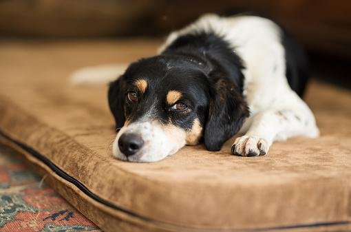 Os cachorros precisam de um lugar exclusivo para descansar e relaxar. (Fonte: Getty Images/Reprodução)