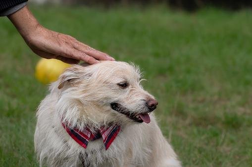 O carinho durante momentos de ansiedade pode piorar o comportamento do cão. (Fonte: Getty Images)