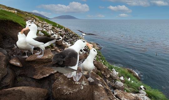 Os albatrozes fazem ninhos em atóis e próximos a costa, locais altamente vulneráveis às mudanças climáticas. (Fonte: GettyImages/Reprodução)