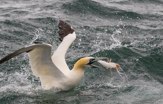 Os albatrozes se alimentam de peixes e crustáceos que ficam próximos à superfície do mar. (Fonte: GettyImages/Reprodução)