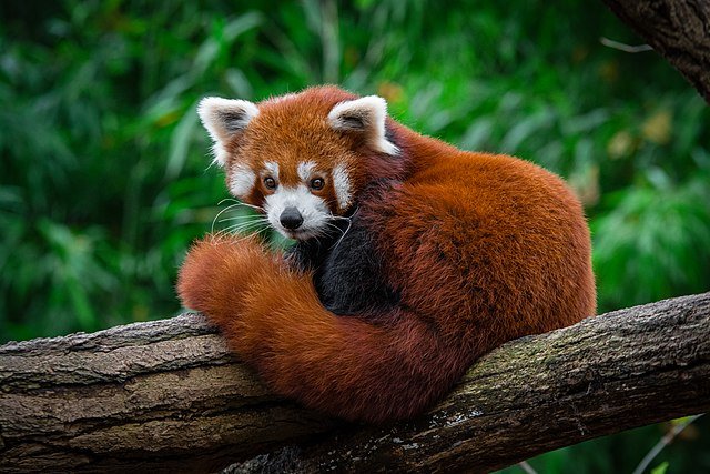 Conheça os pandas-vermelhos, seu amor pelas árvores altas e outras  curiosidades