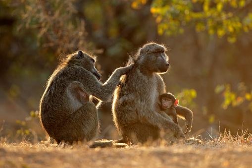 Fonte: GettyImages