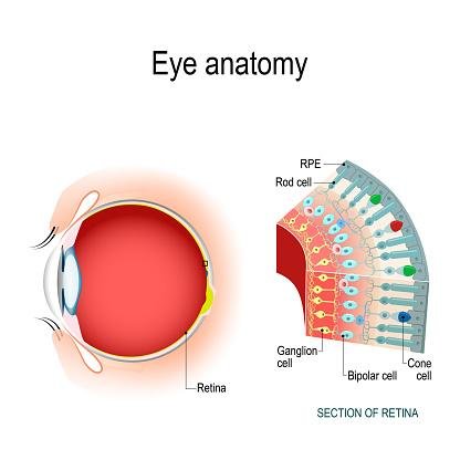 Estrutura do olho humano. (Fonte: GettyImages)