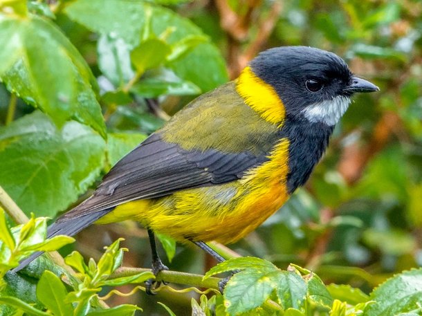 O fofinho e letal Pachycephala schlegelii. (Fonte: Bradley Hacker/Birds of the World/Reprodução)