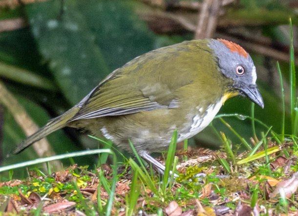 Um Aleadryas rufinucha. (Fonte: Robert Lewis/Birds of the World/Reprodução)