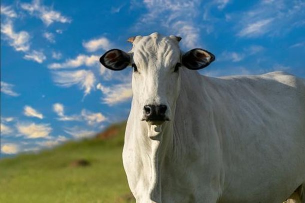 As pedras de fel são produzidos pelo desequilíbrio no fígado dos bovinos.(Fonte: GettyImages/Reprodução)