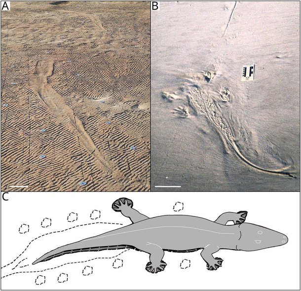 A partir das pegadas, foi possível reconstituir corpo e movimentação do animal. (Fonte: PLOS ONE/Groenewald et al/Reprodução)