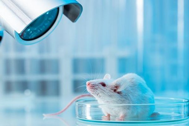 Camundongos que sofreram com infecções tiveram a saúde cerebral afetada. (Fonte: Getty Images)