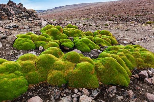 Espécie remete aos musgos, mas é bastante densa e composta por inúmeros botões florais. (Fonte: Getty Images/Reprodução)