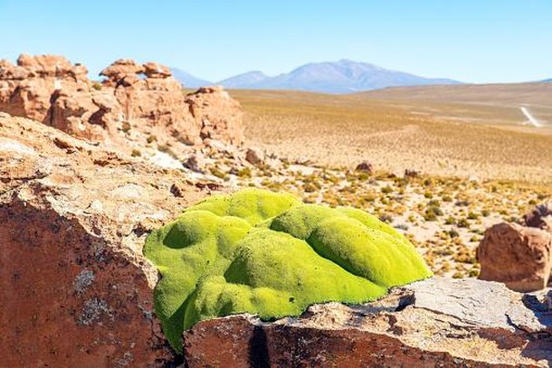 Capaz de se desenvolver mesmo em climas extremos e com solos mais pobres, a Yareta pode sobreviver por cerca de 3000 anos. (Fonte: Getty Images/Reprodução)