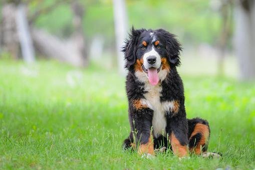 Os berneses mountain dogs são cães de grande porte que aprendem rápido e amam seus donos. (Fonte: Getty Images)