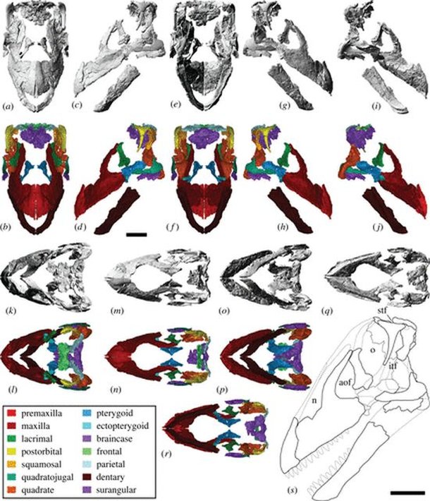(Fonte: Royal Society Open Science/Divulgação)