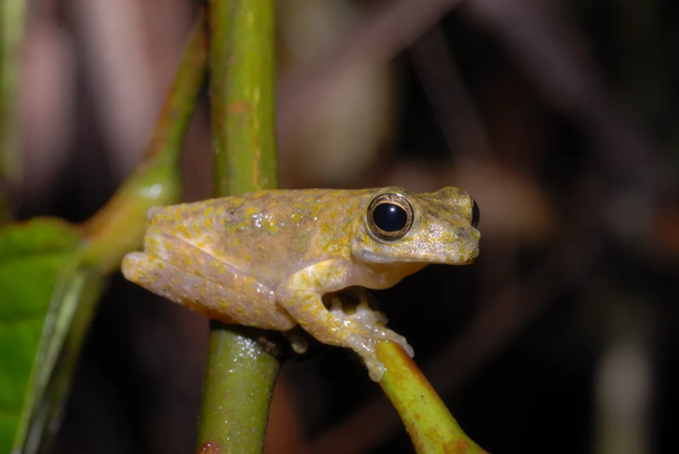 Em latim, gracilis significa graciosa. (Fonte: Steven Richards/Reprodução)