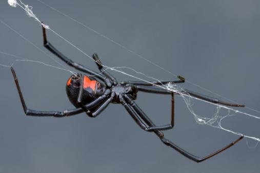 Identificar a picada de uma aranha não é tão simples. (Fonte: Getty Images)