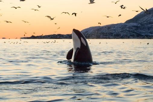 Orcas de um mesmo local podem ter hábitos alimentares bastante diversos. (Fonte: Getty Images)