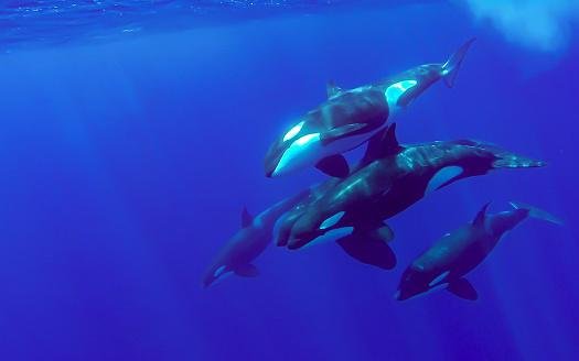 Entender a alimentação das orcas é importante para compreender o impacto das mudanças climáticas no seu habitat. (Fonte: Getty Images)