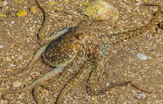 Octopus bimaculoides. (Fonte: GettyImages)