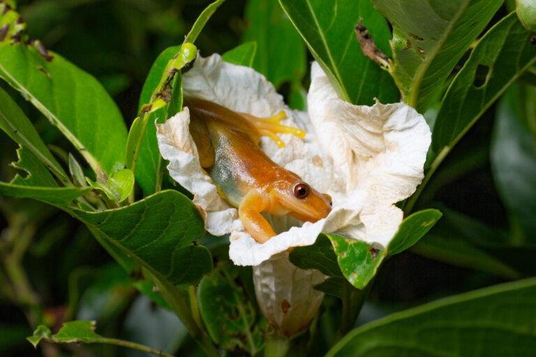 Ao ingerir néctar das flores, as pererecas polinizam plantas de forma acidental.(Fonte: UENF/Henrique Nogueira/Divulgação)