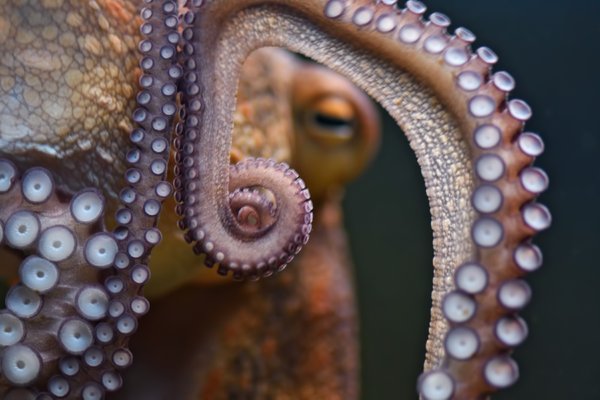 Why do female octopuses kill each other after mating?  Science answers