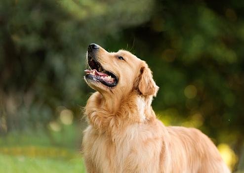 Baixa sensibilidade aos ruídos faz do labrador uma boa raça para se tornar cão guia. (Fonte: GettyImages/Reprodução)