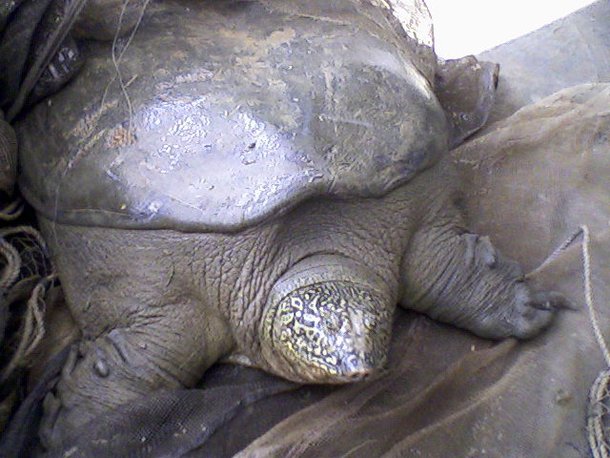 Dentre as tartarugas-de-casco-mole-gigante-do-yangtze, os machos podem apresentar as maiores dimensões. (Fonte: Wikimedia/Reprodução)