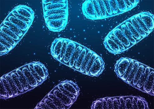 O DNA mitocondrial da mãe tem um papel fundamental para a geração de energia no feto. (Fonte: Getty Images/Reprodução)