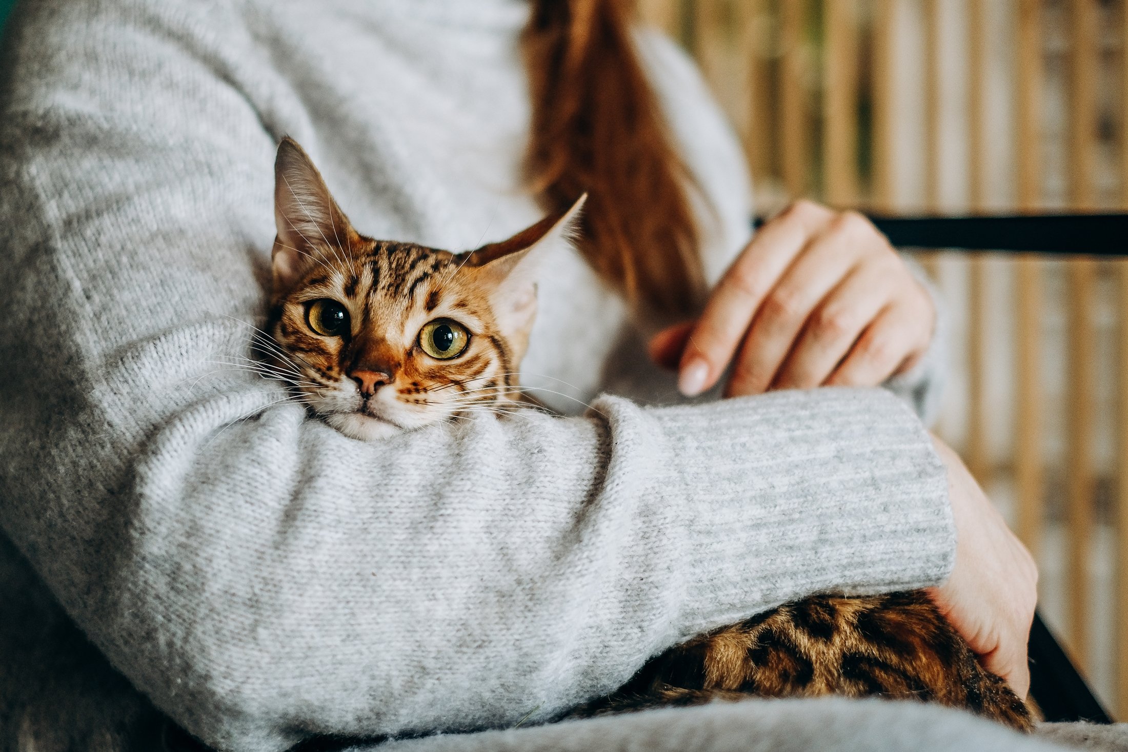 Gato mais raro do mundo pode custar quase R$ 80 mil - Mega Curioso