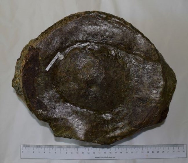 Uma das vértebras achadas no museu. (Fonte: Abingdon County Hall Museum/Divulgação)