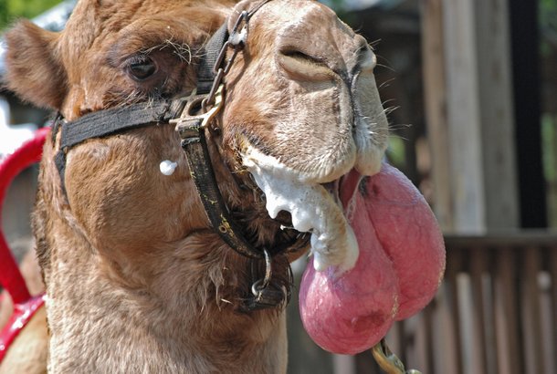 Conheça a doula, o estranho órgão para cortejo de camelos e dromedários