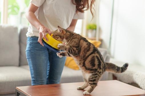 Tal como acontece com os seres humanos, a alimentação do gato pode interferir em seu sistema digestivo e ocasionar gases. (Fonte: GettyImages/Reprodução)