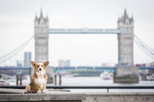 Hoje, Londres é considerada uma das cidades mais amistosas para cães no mundo.(Fonte: Getty Images)