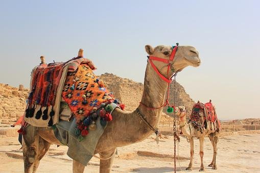 Os camelos podem viver sem água, comida e em temperaturas intensas com facilidade