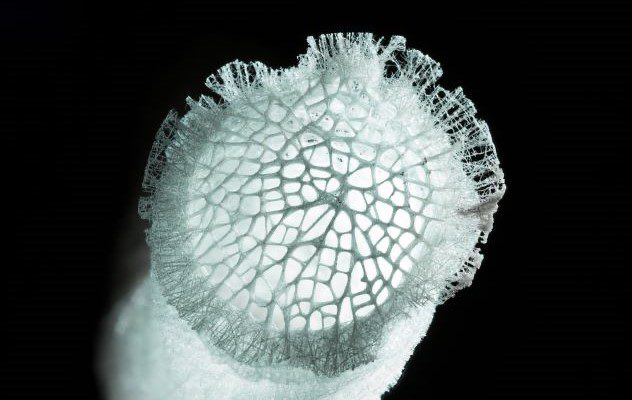 As esponjas-de-vidro possuem um ciclo de vida mais do que impressionante
